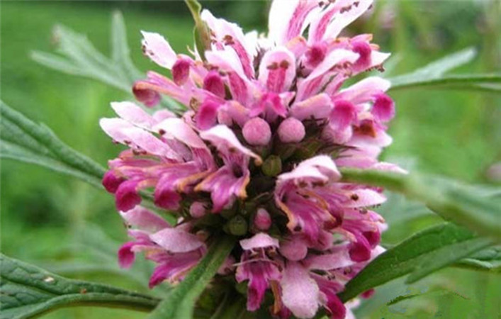 1631524753723006.jpg 1631524753723006.jpg