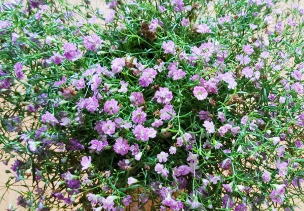 1631787365112875.jpg image.jpg