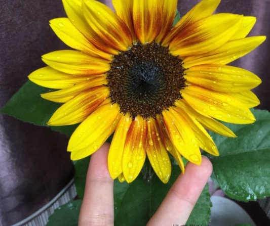 1631799879410555.jpg image.jpg