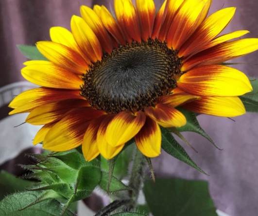 1631799902377775.jpg image.jpg