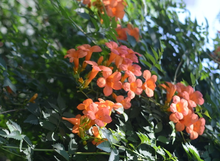 1632321516938216.jpg 1632321516938216.jpg