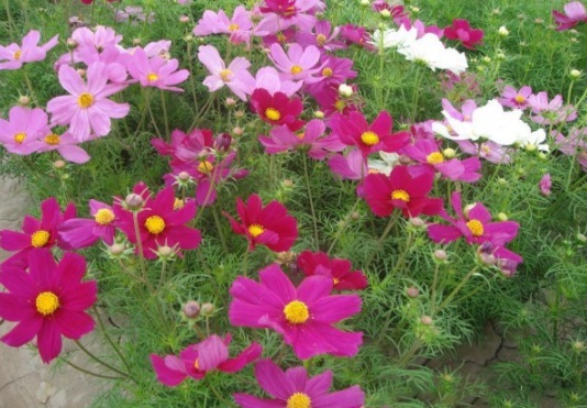 1632379155613741.jpg image.jpg