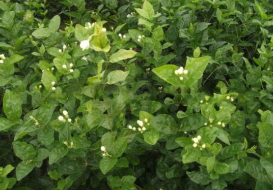 1632380379188192.jpg image.jpg