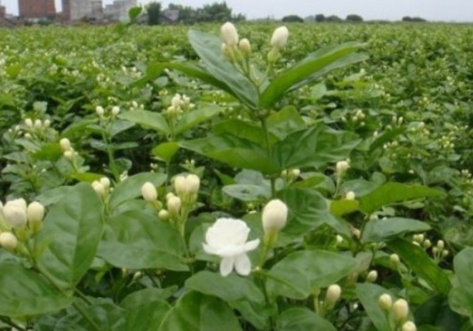 1632449878999774.jpg image.jpg