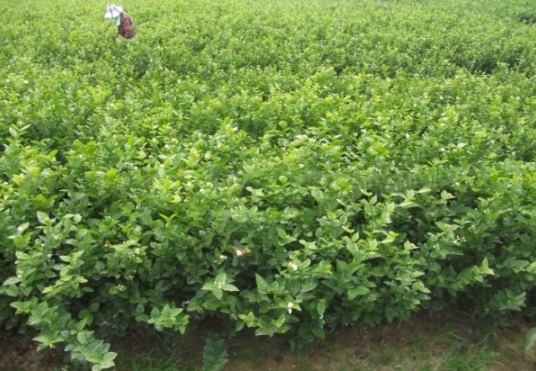 1632449898740194.jpg image.jpg