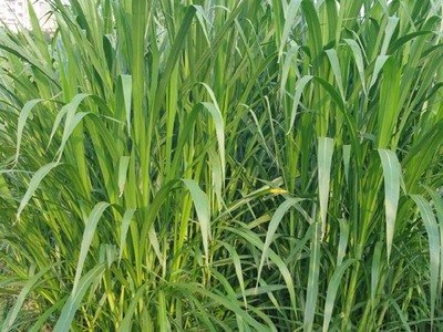 1632484721104058.jpg 1632484721104058.jpg