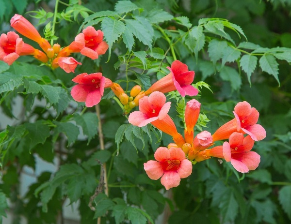 1632580583575995.jpg image.jpg