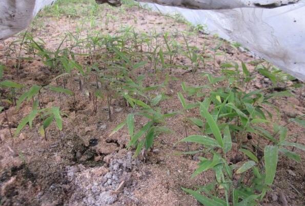 1632584567250700.jpg 1632584567250700.jpg