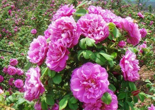 1632813111783892.jpg image.jpg