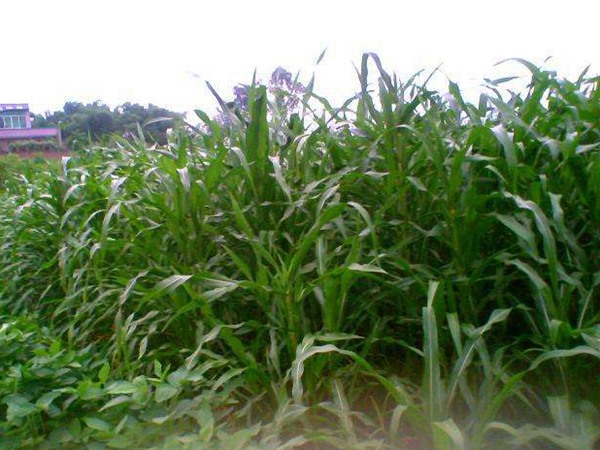 墨西哥玉米草圖片 墨西哥玉米草圖片