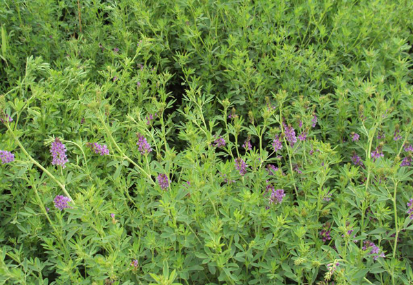 紫花苜蓿圖片 紫花苜蓿圖片