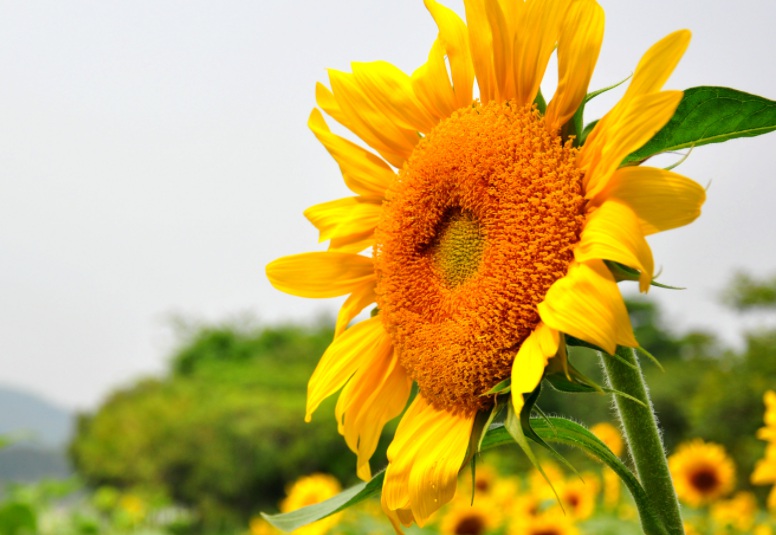 1633507107161054.jpg 向日葵222.jpg