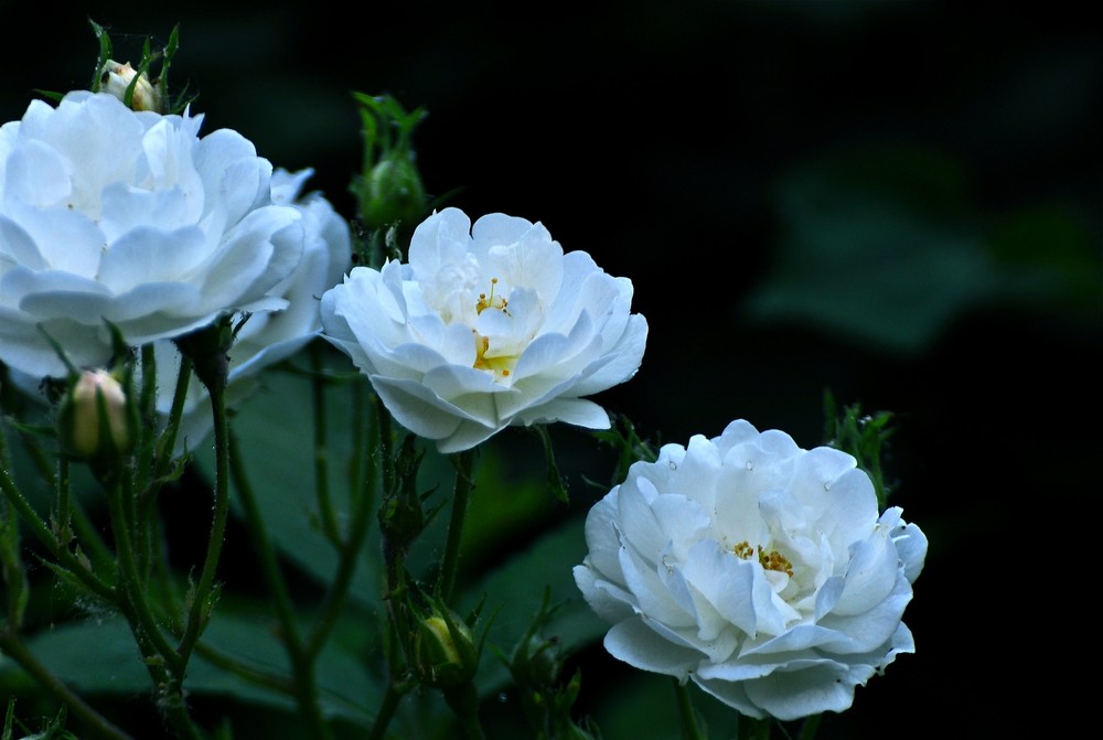 1636107786467178.jpg 1636107786467178.jpg