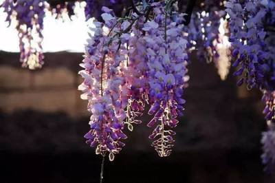 1637375837249467.jpg 1637375837249467.jpg