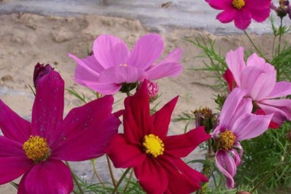 格?；?/></p><p style=