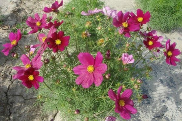 格?；?/></p><p style=