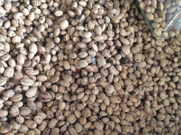 1641810657399922.jpg 櫻花 (2).jpg