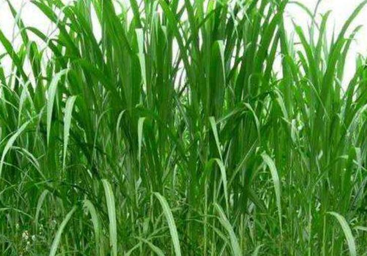 1642305259714739.jpg 1642305259714739.jpg