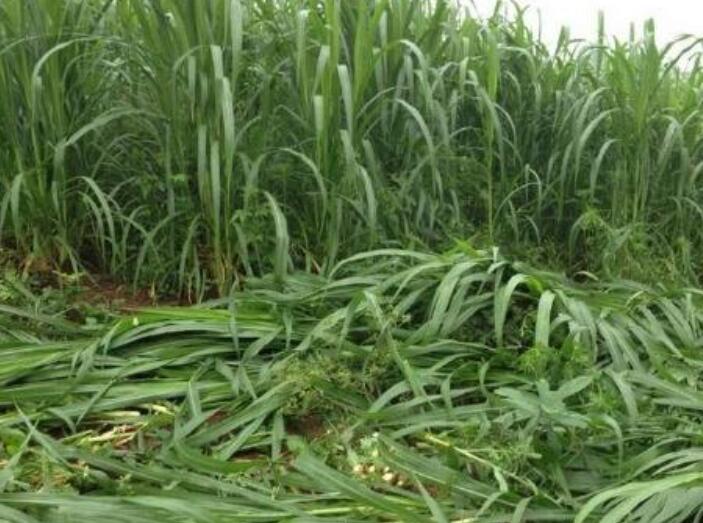 1642491169140657.jpg 1642491169140657.jpg