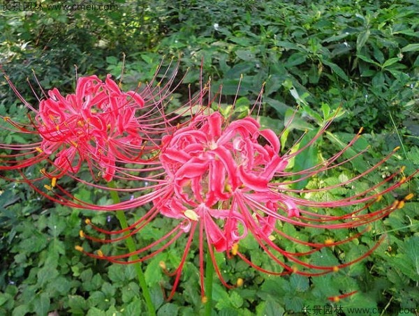 石蒜花發(fā)芽需要多少天