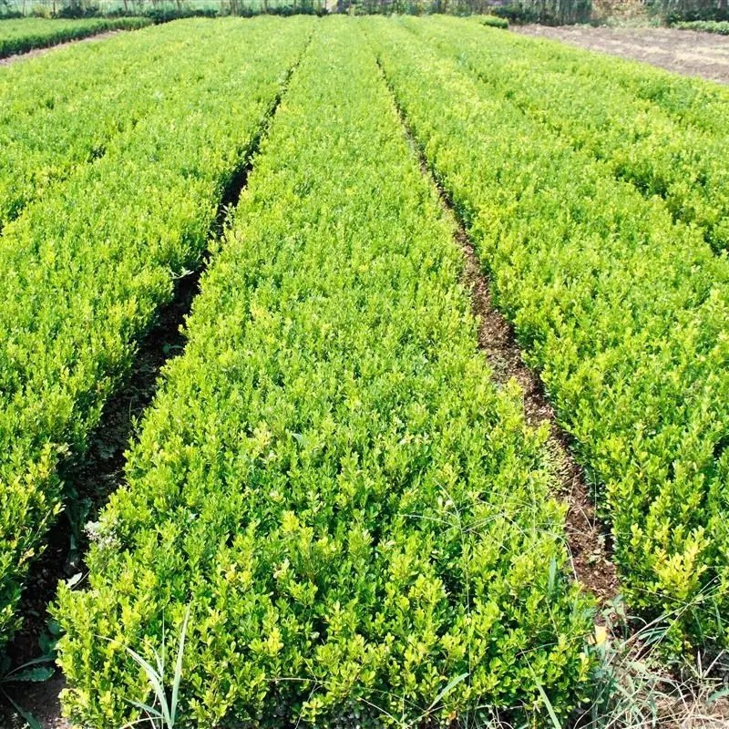 瓜子黃楊 瓜子黃楊