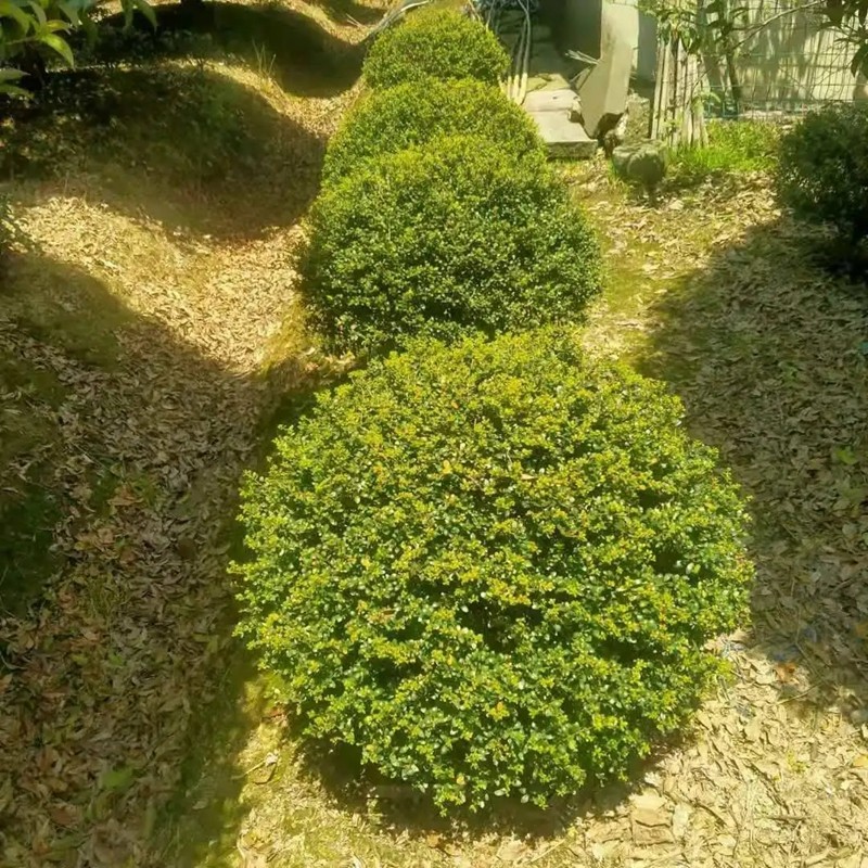 龜甲冬青 龜甲冬青