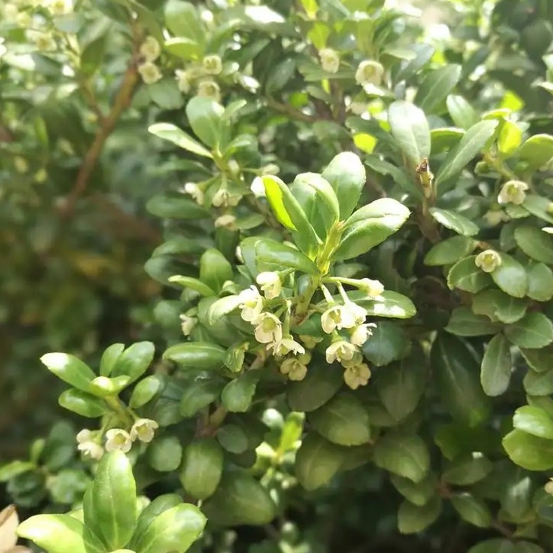 龜甲冬青 龜甲冬青